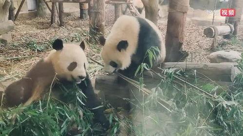 娱乐吃瓜大熊猫视频,一场娱乐吃瓜盛宴